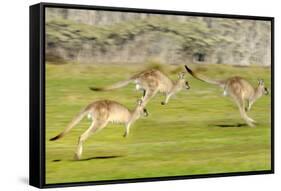 Forester kangaroo (Macropus giganteus) three leaping, Tasmania, Australia. Digital composite-Dave Watts-Framed Stretched Canvas