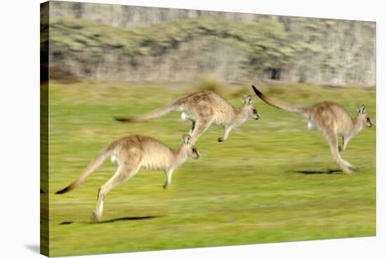 Forester kangaroo (Macropus giganteus) three leaping, Tasmania, Australia. Digital composite-Dave Watts-Stretched Canvas