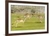 Forester kangaroo (Macropus giganteus) three leaping, Tasmania, Australia. Digital composite-Dave Watts-Framed Photographic Print