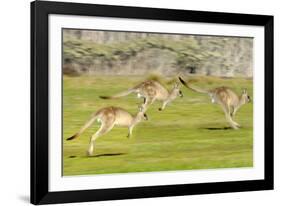 Forester kangaroo (Macropus giganteus) three leaping, Tasmania, Australia. Digital composite-Dave Watts-Framed Photographic Print