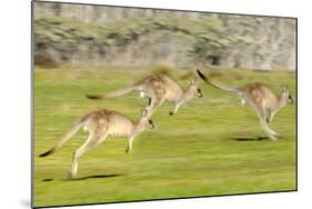 Forester kangaroo (Macropus giganteus) three leaping, Tasmania, Australia. Digital composite-Dave Watts-Mounted Photographic Print