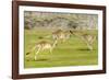 Forester kangaroo (Macropus giganteus) three leaping, Tasmania, Australia. Digital composite-Dave Watts-Framed Photographic Print