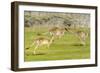 Forester kangaroo (Macropus giganteus) three leaping, Tasmania, Australia. Digital composite-Dave Watts-Framed Photographic Print