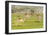 Forester kangaroo (Macropus giganteus) three leaping, Tasmania, Australia. Digital composite-Dave Watts-Framed Photographic Print