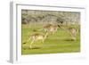 Forester kangaroo (Macropus giganteus) three leaping, Tasmania, Australia. Digital composite-Dave Watts-Framed Photographic Print