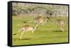 Forester kangaroo (Macropus giganteus) three leaping, Tasmania, Australia. Digital composite-Dave Watts-Framed Stretched Canvas