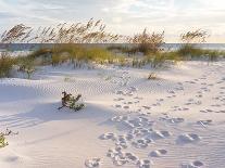 Beautiful Beach at Sunrise-forestpath-Photographic Print
