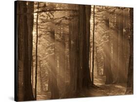 Forests II-Yanni Theodorou-Stretched Canvas