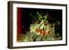 Forever Tulips-Valda Bailey-Framed Photographic Print
