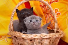 Beautiful Scottish Gray Kittens in a Basket-Forewer-Photographic Print