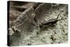 Forficula Auricularia (European Earwig)-Paul Starosta-Stretched Canvas