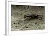 Forficula Auricularia (European Earwig)-Paul Starosta-Framed Photographic Print