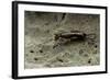 Forficula Auricularia (European Earwig)-Paul Starosta-Framed Photographic Print