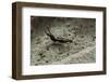 Forficula Auricularia (European Earwig)-Paul Starosta-Framed Photographic Print