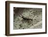 Forficula Auricularia (European Earwig)-Paul Starosta-Framed Photographic Print