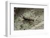 Forficula Auricularia (European Earwig)-Paul Starosta-Framed Photographic Print