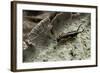 Forficula Auricularia (European Earwig)-Paul Starosta-Framed Photographic Print