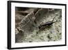 Forficula Auricularia (European Earwig)-Paul Starosta-Framed Photographic Print
