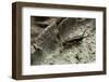 Forficula Auricularia (European Earwig)-Paul Starosta-Framed Photographic Print