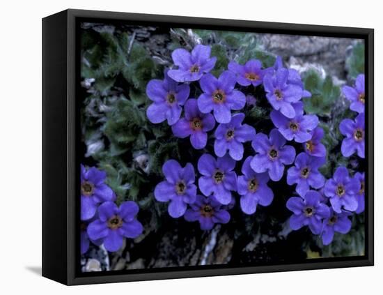 Forget-Me-Not Among Lichens, Brooks Range, Alaska National Wildlife Refuge, Alaska, USA-Hugh Rose-Framed Stretched Canvas