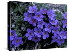 Forget-Me-Not Among Lichens, Brooks Range, Alaska National Wildlife Refuge, Alaska, USA-Hugh Rose-Stretched Canvas