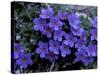 Forget-Me-Not Among Lichens, Brooks Range, Alaska National Wildlife Refuge, Alaska, USA-Hugh Rose-Stretched Canvas