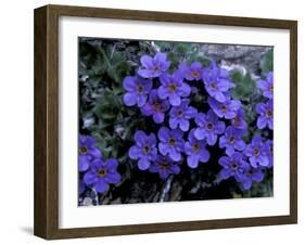 Forget-Me-Not Among Lichens, Brooks Range, Alaska National Wildlife Refuge, Alaska, USA-Hugh Rose-Framed Photographic Print