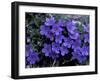 Forget-Me-Not Among Lichens, Brooks Range, Alaska National Wildlife Refuge, Alaska, USA-Hugh Rose-Framed Photographic Print