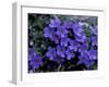 Forget-Me-Not Among Lichens, Brooks Range, Alaska National Wildlife Refuge, Alaska, USA-Hugh Rose-Framed Photographic Print