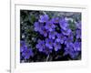 Forget-Me-Not Among Lichens, Brooks Range, Alaska National Wildlife Refuge, Alaska, USA-Hugh Rose-Framed Photographic Print