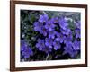 Forget-Me-Not Among Lichens, Brooks Range, Alaska National Wildlife Refuge, Alaska, USA-Hugh Rose-Framed Photographic Print