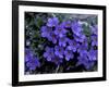 Forget-Me-Not Among Lichens, Brooks Range, Alaska National Wildlife Refuge, Alaska, USA-Hugh Rose-Framed Photographic Print