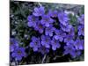 Forget-Me-Not Among Lichens, Brooks Range, Alaska National Wildlife Refuge, Alaska, USA-Hugh Rose-Mounted Photographic Print