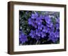 Forget-Me-Not Among Lichens, Brooks Range, Alaska National Wildlife Refuge, Alaska, USA-Hugh Rose-Framed Photographic Print