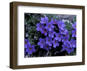 Forget-Me-Not Among Lichens, Brooks Range, Alaska National Wildlife Refuge, Alaska, USA-Hugh Rose-Framed Photographic Print