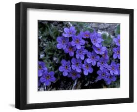 Forget-Me-Not Among Lichens, Brooks Range, Alaska National Wildlife Refuge, Alaska, USA-Hugh Rose-Framed Photographic Print