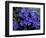 Forget-Me-Not Among Lichens, Brooks Range, Alaska National Wildlife Refuge, Alaska, USA-Hugh Rose-Framed Photographic Print