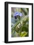 Forget-me-not blossoms, Myosotis sylvatica-Waldemar Langolf-Framed Photographic Print