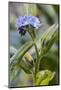 Forget-me-not blossoms, Myosotis sylvatica-Waldemar Langolf-Mounted Photographic Print