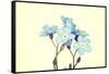 Forget-Me-Not Close Up-B-D-S-Framed Stretched Canvas