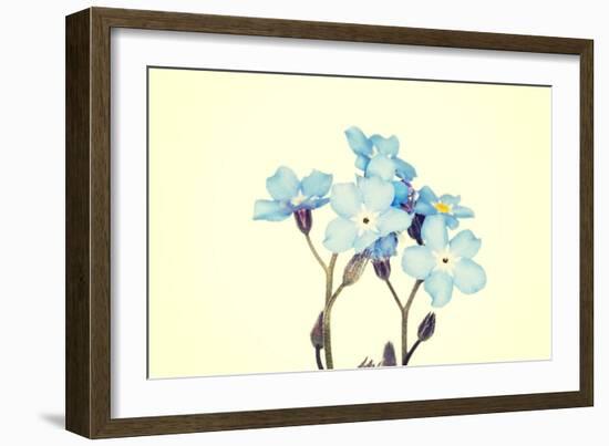 Forget-Me-Not Close Up-B-D-S-Framed Art Print