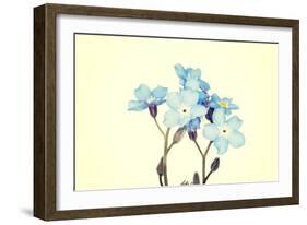 Forget-Me-Not Close Up-B-D-S-Framed Art Print