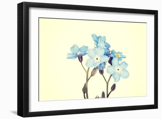 Forget-Me-Not Close Up-B-D-S-Framed Art Print