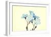 Forget-Me-Not Close Up-B-D-S-Framed Art Print