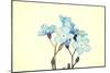 Forget-Me-Not Close Up-B-D-S-Mounted Art Print