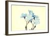 Forget-Me-Not Close Up-B-D-S-Framed Art Print