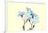 Forget-Me-Not Close Up-B-D-S-Framed Art Print