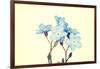 Forget-Me-Not Close Up-B-D-S-Framed Art Print