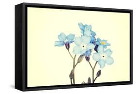 Forget-Me-Not Close Up-B-D-S-Framed Stretched Canvas
