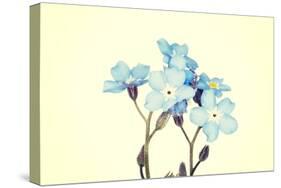 Forget-Me-Not Close Up-B-D-S-Stretched Canvas